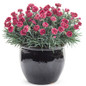 Fruit Punch Black Cherry Frost Pinks Dianthus with Red Blooms in a Pot