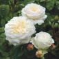 Tranquillity Rose delicate layered white petals