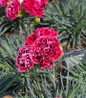Pinks cherry red blooms
