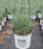 Pinks nursery container plant