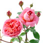 Boscobel English Rose Growing
