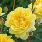 The Poet's Wife Rose flower close up