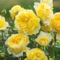The Poet's Wife Rose layered yellow rosette