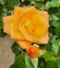 Gilded Sun Rose double flowering shrub