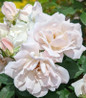 Icecap Rose flowers close-up