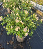 Icecap Rose #2 container