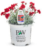 Fruit Punch Maraschino Pinks Dianthus in Proven Winners Pot