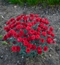 Fruit Punch Maraschino Pinks Dianthus Blooming Red
