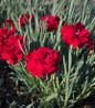 Pinks bright red blooms