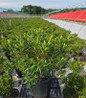 Elf Mountain Laurel in nursery