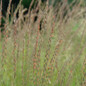 Sideoats Grama Stems with Seeds