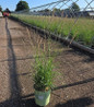 Side Oats Gramma in pot