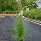 Tuffted Hair Grass Crop
