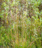 Tufted Hair Grass ornamental grass