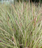Chameleon Little Bluestem variegated foliage