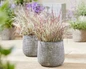 Chameleon Little Bluestem patio display
