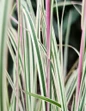 Chameleon Little Bluestem foliage closeup