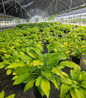 Gold Standard Hosta
