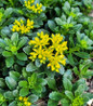 Little Miss Sunshine Stonecrop Sedum with yellow blooms