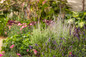 Sweet Romance English Lavender in Perennial Sun Garden