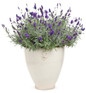 Sweet Romance English Lavender in Container