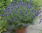 Sweet Romance English Lavender in Planter with Purple Blooms