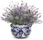 Sweet Romance English Lavender in Planters