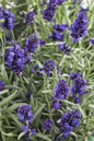 Sweet Romance English Lavender Purple Blooms Up Close