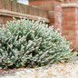 White Perfection Heath Shrub Covered in Blooms