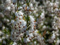 White Perfection Heath Flowers Close Up