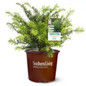 Healthy Duke Gardens Plum Yew in Southern Living Pot