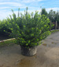 Duke Gardens Plum Yew in pot