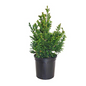 Black Dragon Japanese Cedar  Growing in Garden Planter