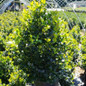 Blue Maid Holly Growing at a Business