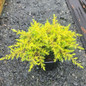 Golden Pacific™ Juniper in 2 galon pot