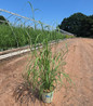 Sorghastrum Nutans #2