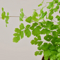 Maidenhair Fern Stems and Leaves 