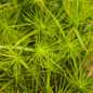 Graceful Grasses® Queen Tut™ Dwarf Egyptian Papyrus Leaves Close Up