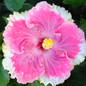 Cajun Cest Bon Hibiscus Flower Close Up