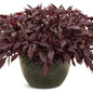 Proven Accents® Illusion® Penny Lace Sweet Potato Vine in Garden Planter