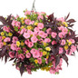 Proven Accents® Illusion® Penny Lace Sweet Potato Vine in Hanging Basket