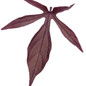 Proven Accents® Illusion® Penny Lace Sweet Potato Vine Leaf Details