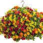 Supertunia Mini Vista® Yellow Petunia Blooms and Leaves