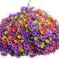 Supertunia Mini Vista® Yellow Petunia Growing in Hanging Basket