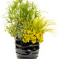 Graceful Grasses® Ogon Golden Variegated Sweet Flag in Garden Planter