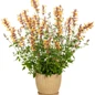 Meant to Bee™ Queen Nectarine Anise Hyssop in Freestanding Pot