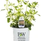 Meant to Bee™ Queen Nectarine Anise Hyssop in Proven Winners Pot