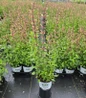 Queen Nectarine Anise Hyssop #1 pot