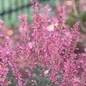Meant to Bee® Royal Raspberry Anise Hyssop Agastache hybrid customer photo