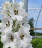 Black Eyed Angels Delphinium white flower